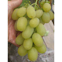 Виноград Золотий Дощ купить