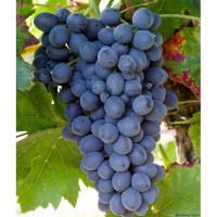 Виноград Кішміш Бьюті купить