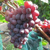 Виноград Кишмиш Сказка купить