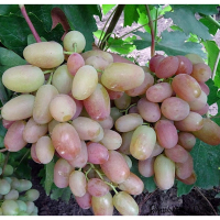 Виноград Белуга купить