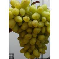 Виноград Бананас мускат купить