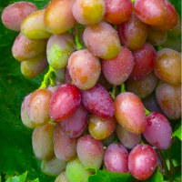 Виноград Радуга Загорулько купить