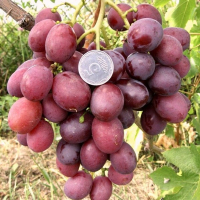 Виноград Дюжина купить