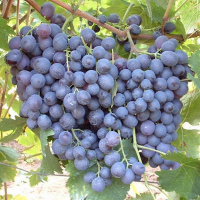 Виноград Мускат Гамбургский купить
