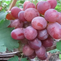 Виноград Тайфун Калугина купить