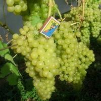 Виноград Кишмиш Фресно купить