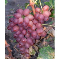 Виноград Лівія купить