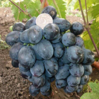 Виноград Руслан купить