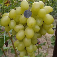 Виноград Белая надежда купить
