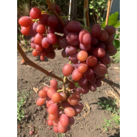 Виноград Бонус купить