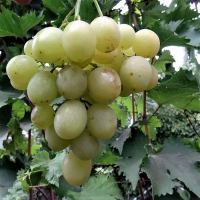 Виноград Гулливер купить