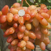 Виноград Диксон купить
