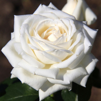 Троянда штамбова мікс купить