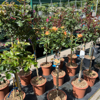 Троянда штамбова мікс купить