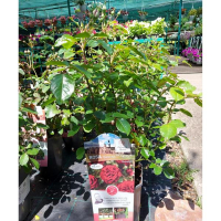 Троянда купить