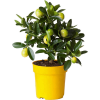 Цитрофортунелла лимон купить