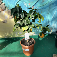 Цитрус купить