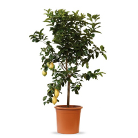 Цитрус Лимон купить