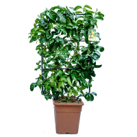 Цитрус Лимон на металлической опоре купить