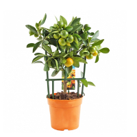 Цитрус Каломондин купить