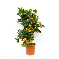 Цитрус Каламондино купить