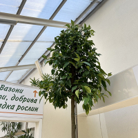 Цитрус Аurantium купить