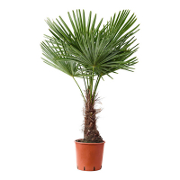 Пальма Трахикарпус купить