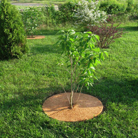 Круг приствольный из кокосового волокна, диаметр 40см купить