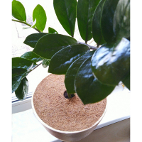 Круг приствольный из кокосового волокна, диаметр 25см купить