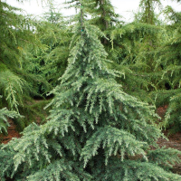 Кедр гімалайський Прострейт Бьюті купить