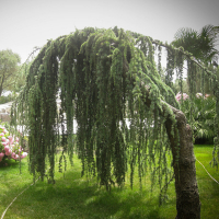 Кедр гімалайський плакучий купить