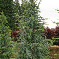 Кедр Атлантика купить