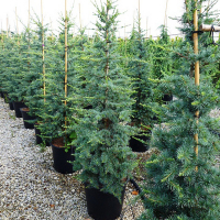 Кедр гималайский Робуста Глаука купить