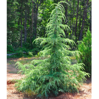 Кедр гімалайський (Деодар) купить