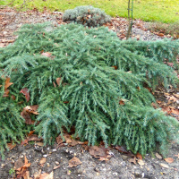 Кедр гималайский Филин Блу купить