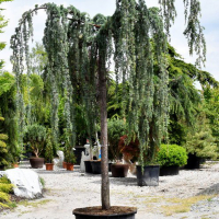 Кедр Атлантика Глаука пендула штамб купить