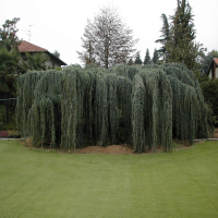 Кедр гималайский (Деодара) купить