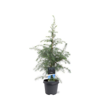 Кедр гімалайський (Деодара) купить