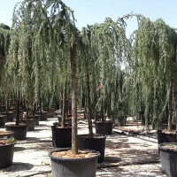 Кедр Атлантика Глаука пендула штамб купить