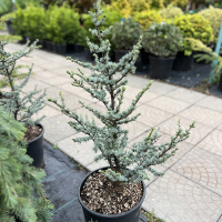 Кедр Атлантика Глаука Silberspitz купить