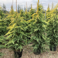 Кедр гімалайський Aurea купить