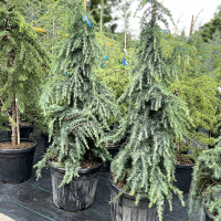 Кедр Гималайский Филин Блу купить