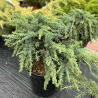 Кедр Гималайский Филин Блу купить