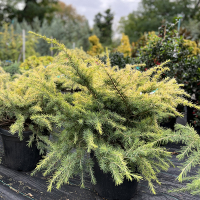 Кедр гималайский Голден Оризон купить