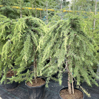 Кедр гімалайський Пендула штамб купить