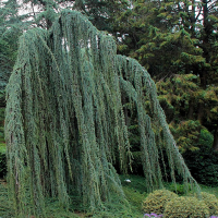 Кедр атлантический (атласский) Глаука пендула купить