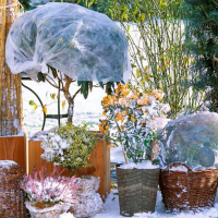 Зимове зберігання рослин купить