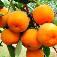 Хурма Росіянка купить