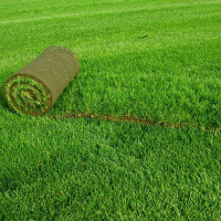 Рулонний газон, м2 без укладання. купить