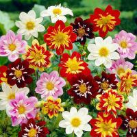 Жоржина змінна Данді суміш Seedera, 0,5г купить